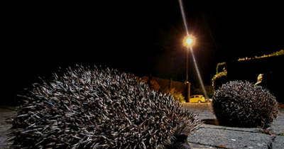 47% of us say we've never seen a hedgehog