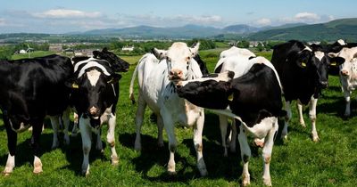 Gloucestershire dairy farm sees profits dip as rising costs hit production