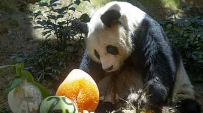 Longest-living Male Giant Panda in Captivity An An Dies at 35