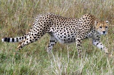 Cheetahs to return to India for first time in 70 years
