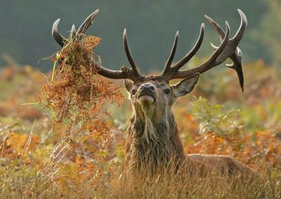 A fifth of Scotland's deer to be culled over next five years to protect woodlands