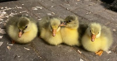 Heritage centre welcomes new arrivals