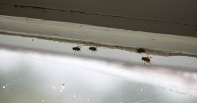 Aldi shoppers praise 'essential' product that gets rid of flies and wasps in homes