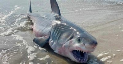 Dead great white shark washes up on beach after alarming spate of sightings