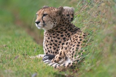 World’s fastest land animal making a comeback to India for the first time in 70 years