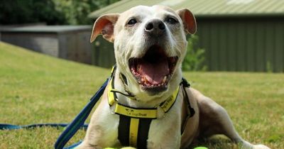 Homeless dog who lived on streets for eight years needs a roof over his head