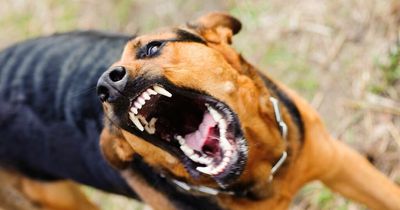 Signs a dog could be about to bite you - and what to do if you witness a dog attack
