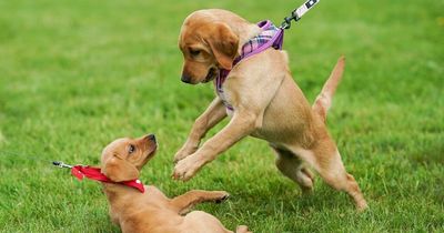 Vet warns dog owners in Dublin to be vigilant of potentially deadly virus outbreak