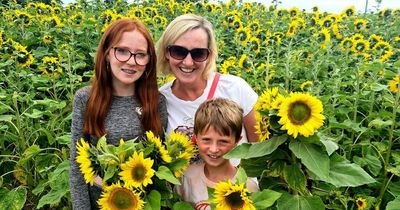 Stunning sunflower field in Dublin fundraising for local hospice