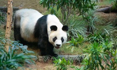 An An, world’s oldest captive male giant panda, dies in Hong Kong zoo aged 35