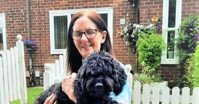 North Belfast dog who escaped kennels reunited with family after a week missing