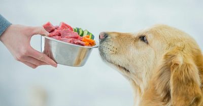 Warning over dog food that can give owners UTIs and sepsis