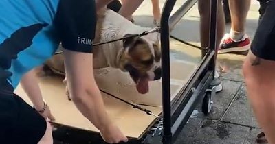 'Overheating' dog saved with help of Primark trolley