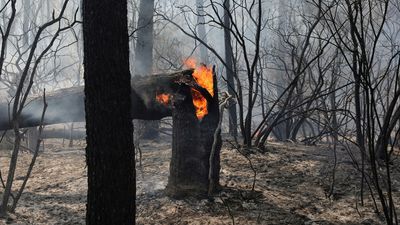 France's worst wildfires in 30 years force a rethink on managing forests
