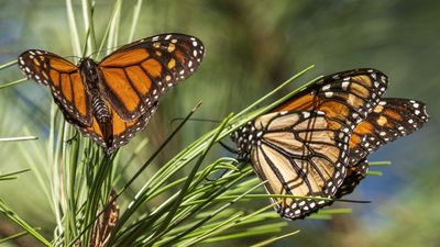 Beloved monarch butterflies are now listed as endangered