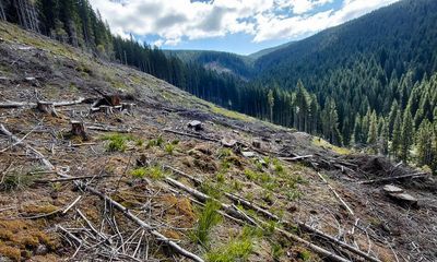 Destruction of nature as threatening as climate crisis, EU deputy warns