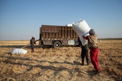 In Syria, a poor wheat harvest adds to food worries
