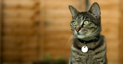 Woman perplexed by neighbour's 'nuts' complaint about cat in back garden