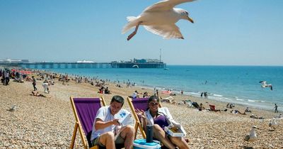 Deliveroo creates special song to stop seagulls stealing food in 'Chipwatch' zones