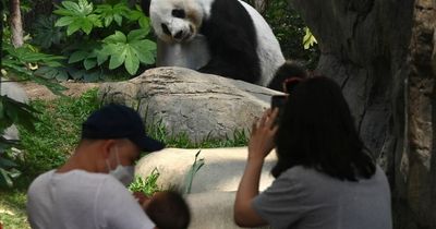 Oldest-ever male giant panda in captivity dies at 35 after being gifted in 1999