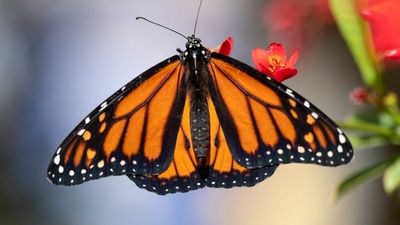 Monarch butterfly is now an endangered species