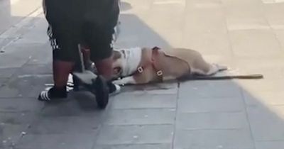 Dog's life saved by Primark staff after owner took it out during record-breaking heat