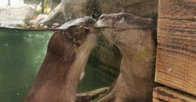 Bachelor otter couples up with new mate after years of being 'mugged off'