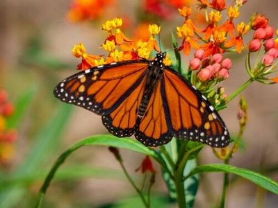 The monarch butterfly is endangered now, you monsters