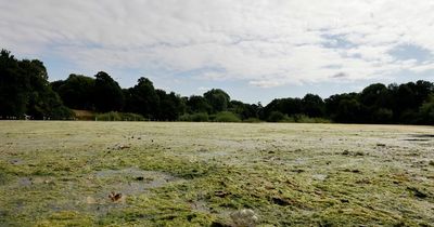 Investigation into explosion of algae blooms on the River Taff
