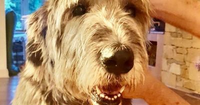Irish Wolfhound who went viral finds forever home at heart of new family