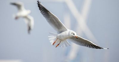 Deliveroo creates special anti-seagull song for 'Chipwatch' zones