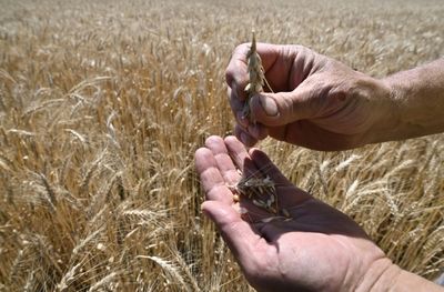 Ukraine, Russia to sign elusive grain deal in Turkey