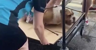Dog saved by Primark staff after its legs buckle in scorching 35C heatwave