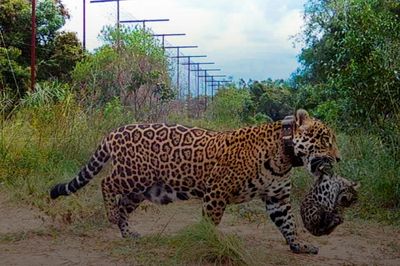 First wild jaguars in 70 years born in Argentina national park