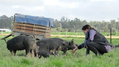 Micro-abattoir to help southern NSW farmers and improve animal welfare, but it's not without controversy