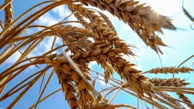 Ukraine grain export deal reached with Russia and UN, Turkey says