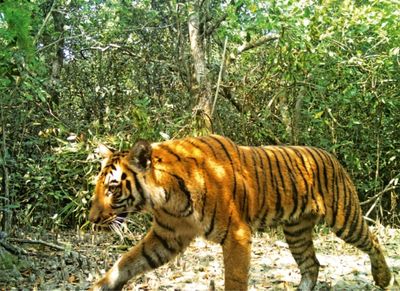 Wild tiger numbers higher than previously thought