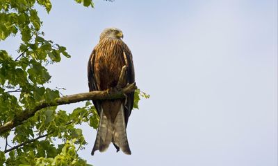 Country diary: The red kite’s kill falls with a thud in front of me