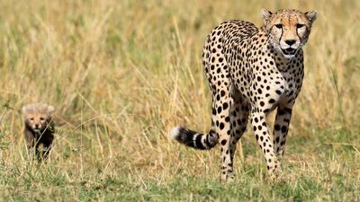 African cheetahs to be shipped to India thanks to deal with Namibia