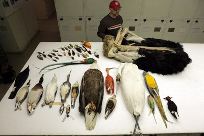Most unique birds to go extinct first in ongoing mass extinction driven by climate crisis, study warns
