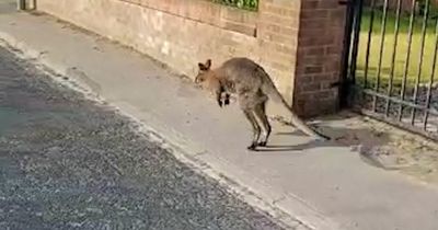 Wallaby on UK heatwave walkabout makes lorry driver think he's in the Australian outback