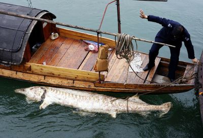 Chinese Paddlefish and wild Yangtze Sturgeon extinct