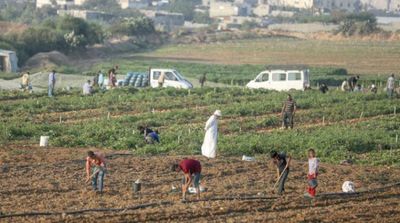 Amnesty: UK-Israel Trade Should Not Incentivize Israeli Apartheid against Palestinians