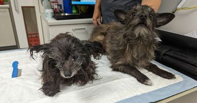 Terrified dogs dumped by road on hottest day ever faced 'lingering death'