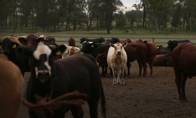 Foot-and-mouth disease: airports to step up precautions as FMD fragments found in meat products in Australia