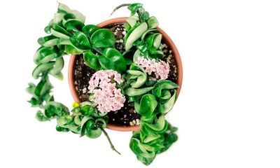 Houseplant of the week: Hindu rope plant