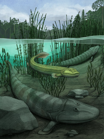 This 365-million-year-old fish fossil reveals how life came to land