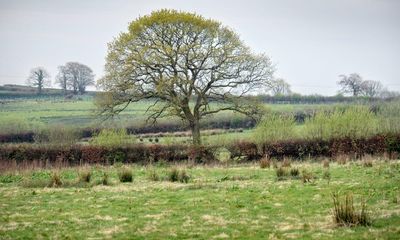 Ben Goldsmith: next PM must back plan for farm subsidies to protect nature