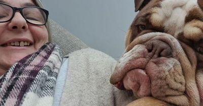 Young bulldog dies 'after being left in conservatory in heatwave by dog sitter'