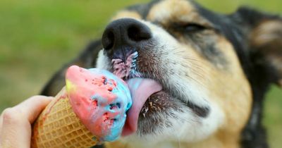 Vet warns of TikTok snack trend that could be fatal to dogs in heatwave
